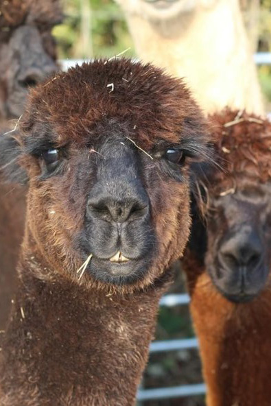 Alpaca Walking Business in East Yorkshire and Hull