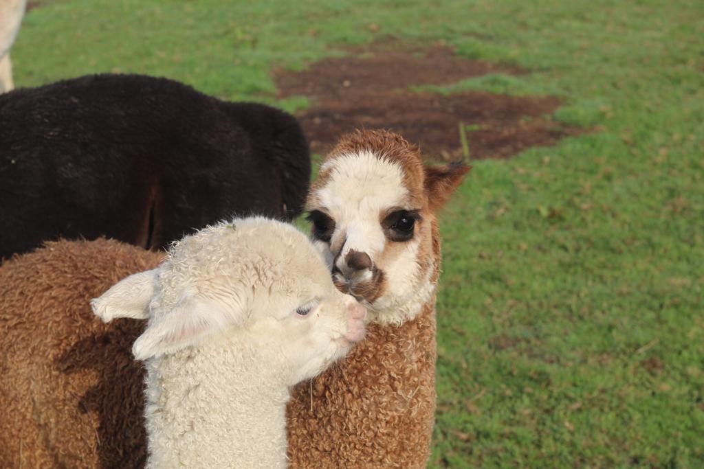 Alpaca Walking Business in East Yorkshire and Hull